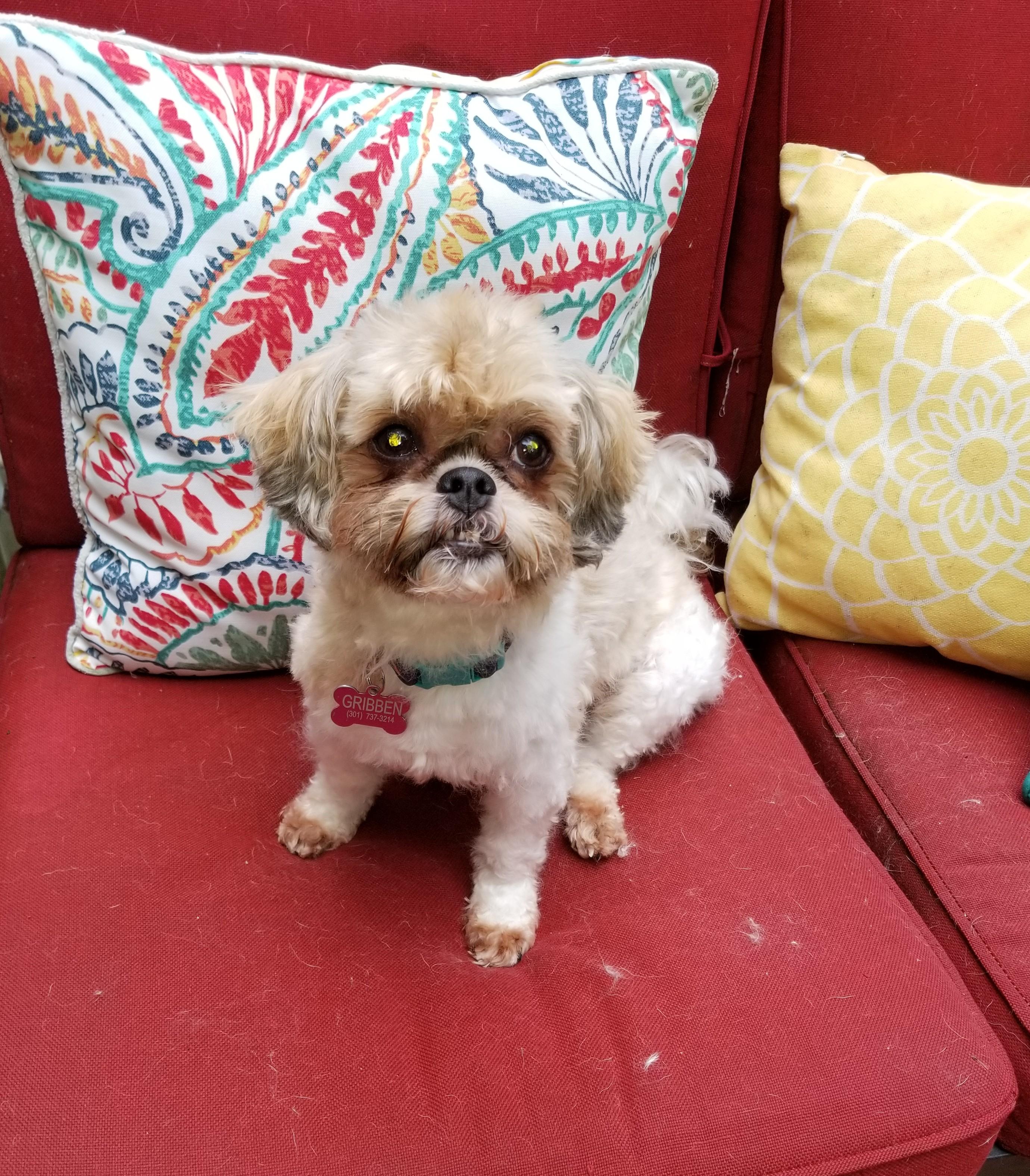 Enlarge Charlie - 12 pounds, a Adopted mixed breed in California, MD image 3/4