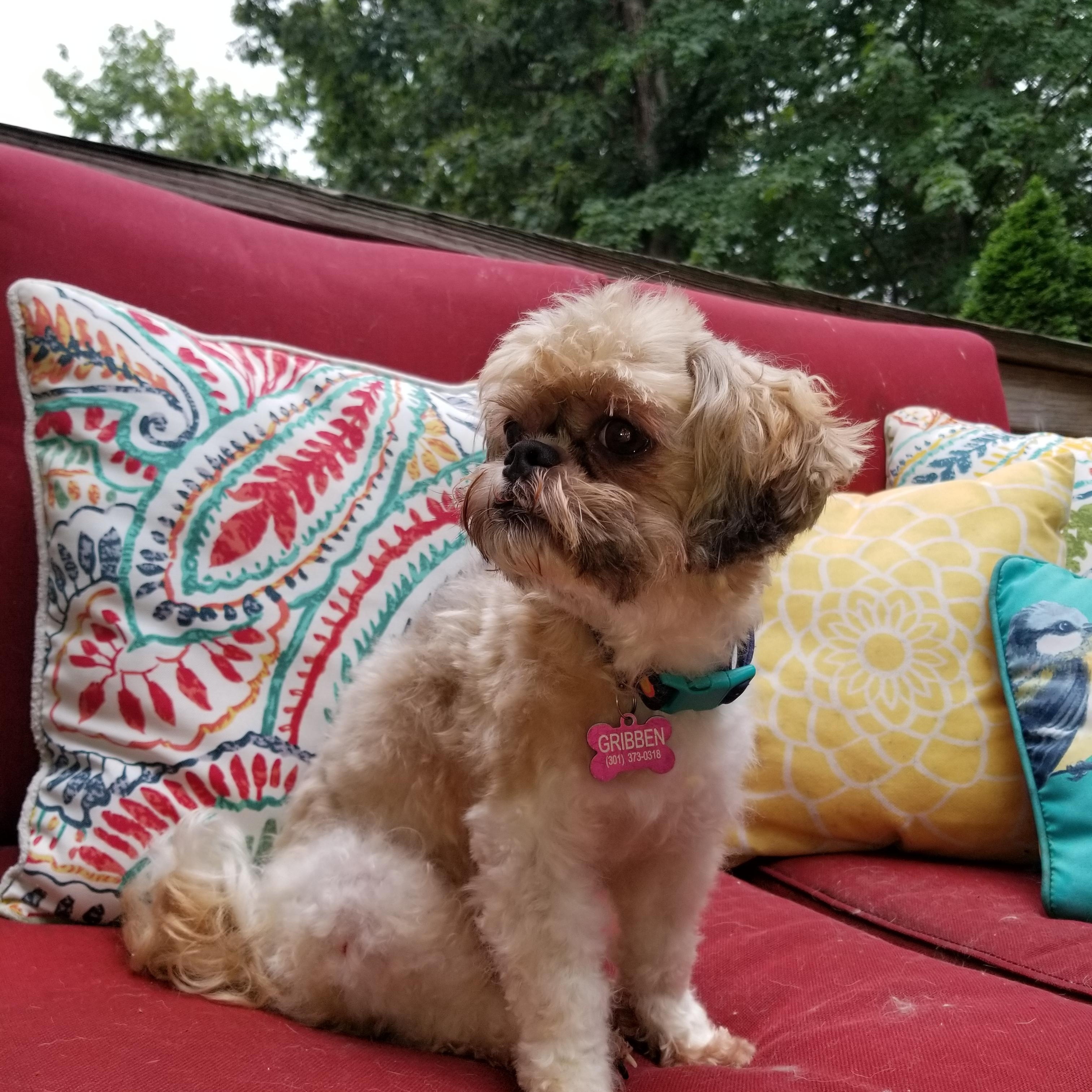 Enlarge Charlie - 12 pounds, a Adopted mixed breed in California, MD image 4/4