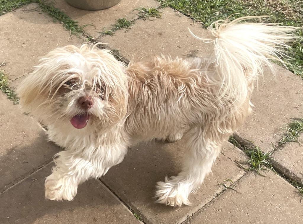 Fluffy, Adoptable, Adult Male Shih Tzu & Mixed Breed.