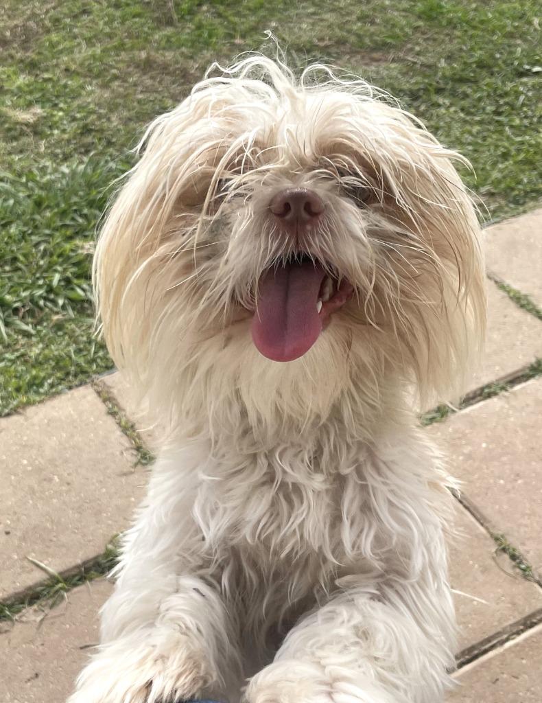 Fluffy, a Adoptable mixed breed in Belton, TX image 2/4