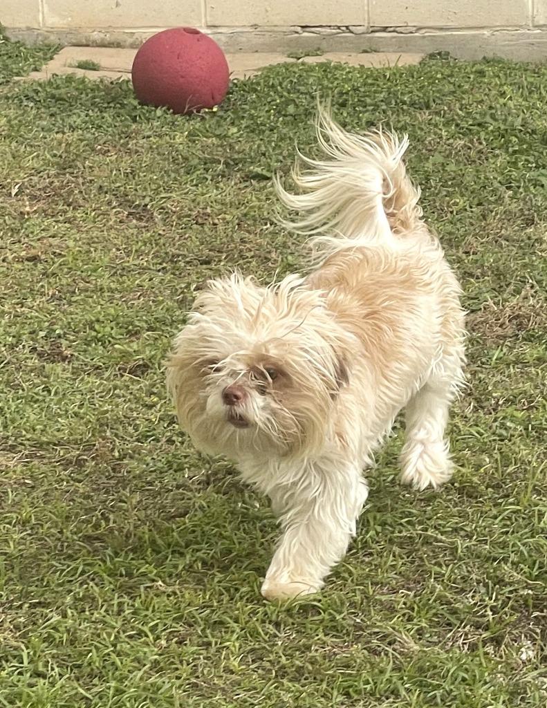 Fluffy, a Adoptable mixed breed in Belton, TX image 4/4