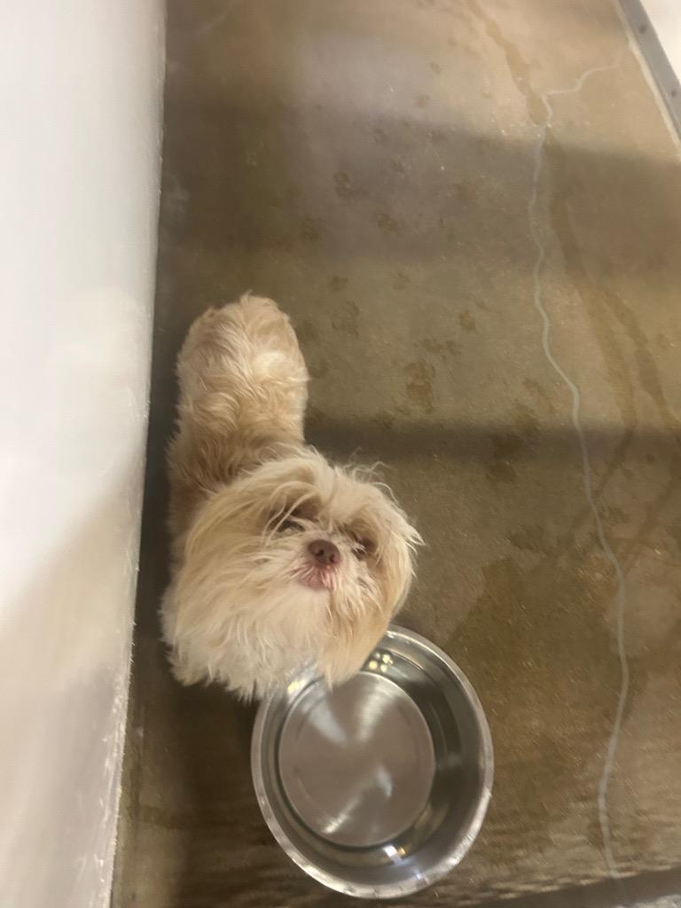 Fluffy, a Adoptable mixed breed in Belton, TX image 4/4