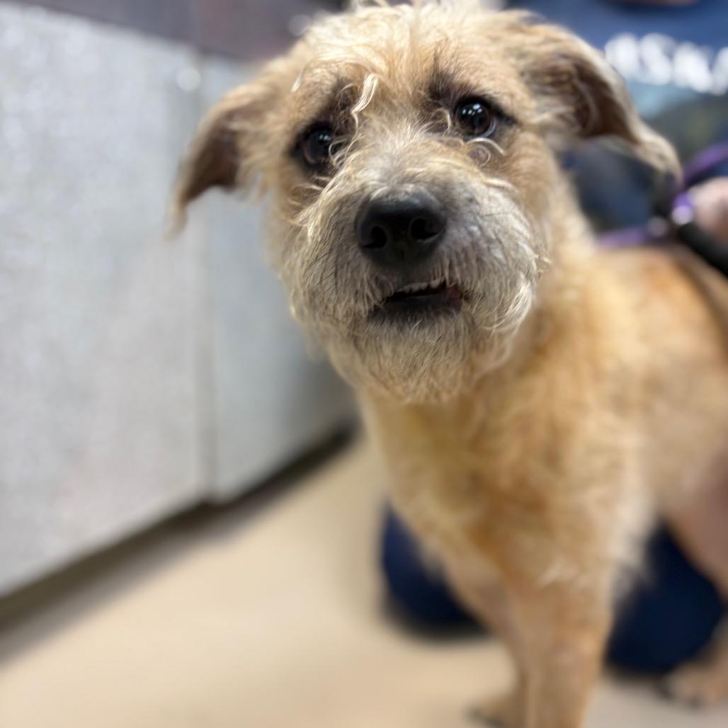 Justin Timberlake, Adoptable, Young Male Terrier & Mixed Breed.