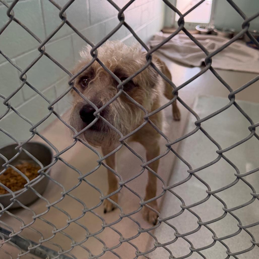Enlarge Justin Timberlake, a Adoptable mixed breed in Newark, NJ image 2/4