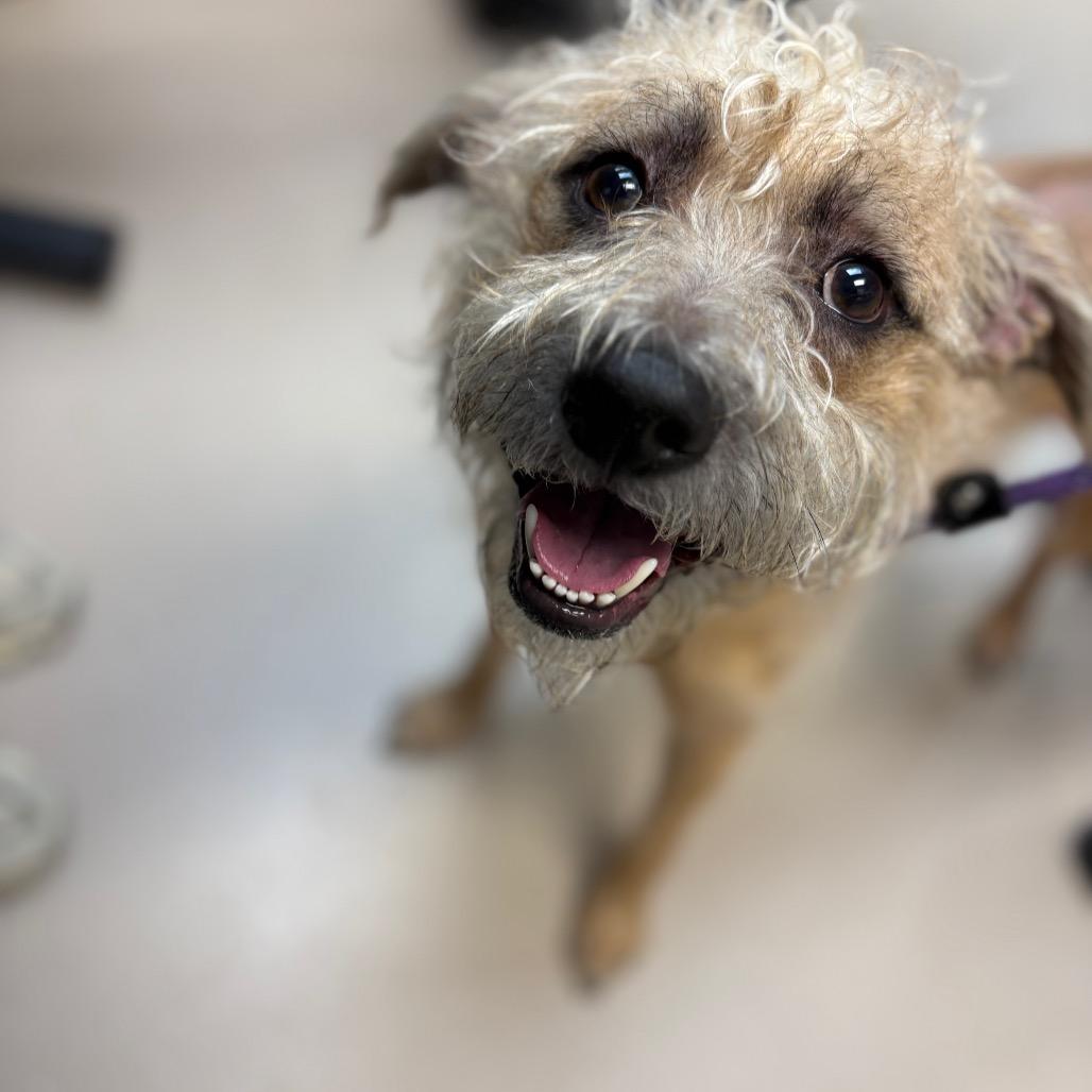 Enlarge Justin Timberlake, a Adoptable mixed breed in Newark, NJ image 3/4
