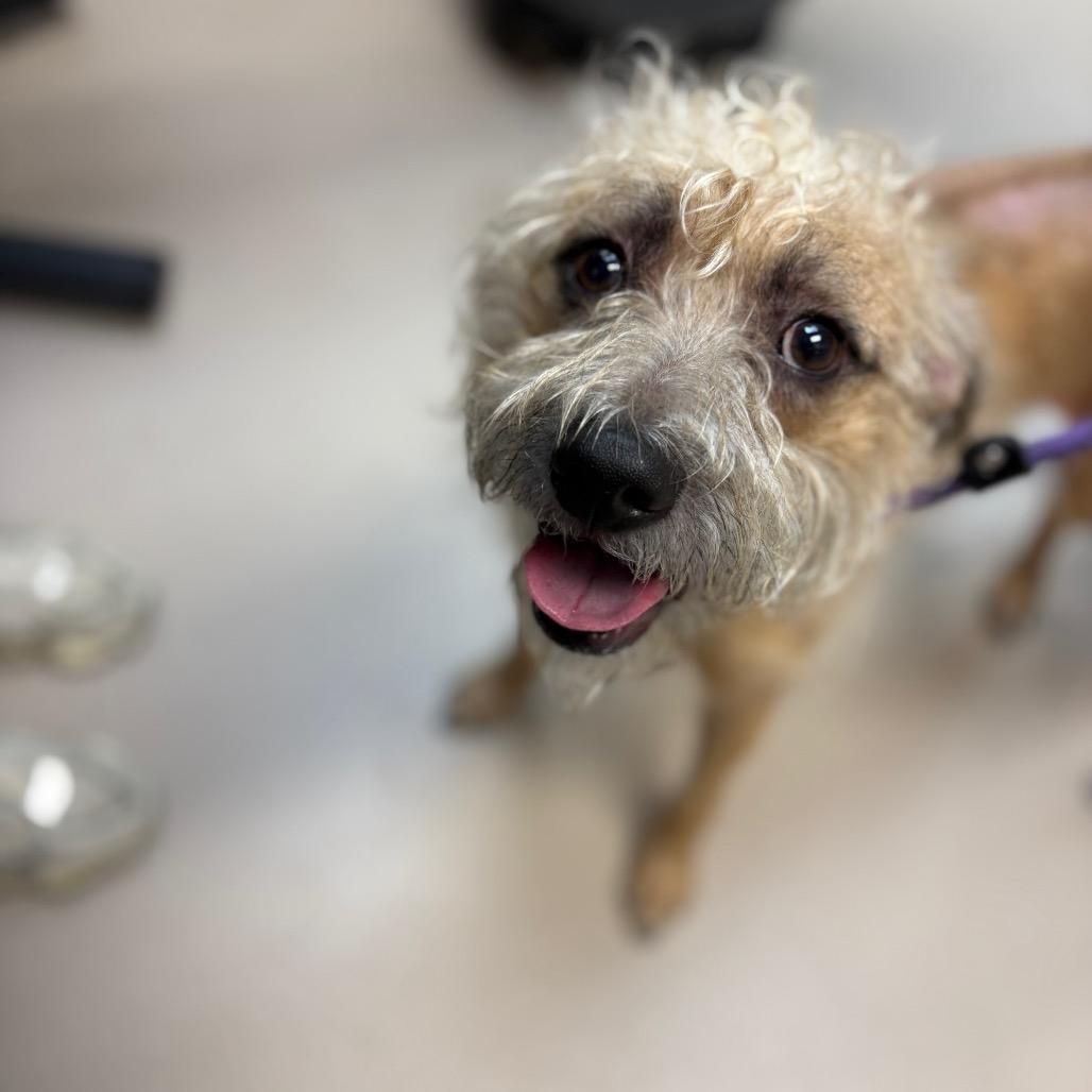 Enlarge Justin Timberlake, a Adoptable mixed breed in Newark, NJ image 4/4