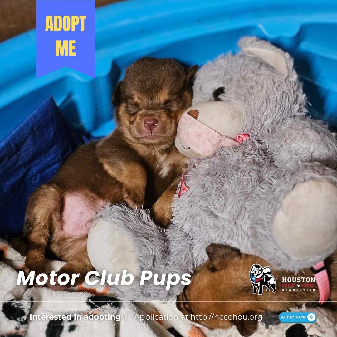 The Motor Club Pups photo 2