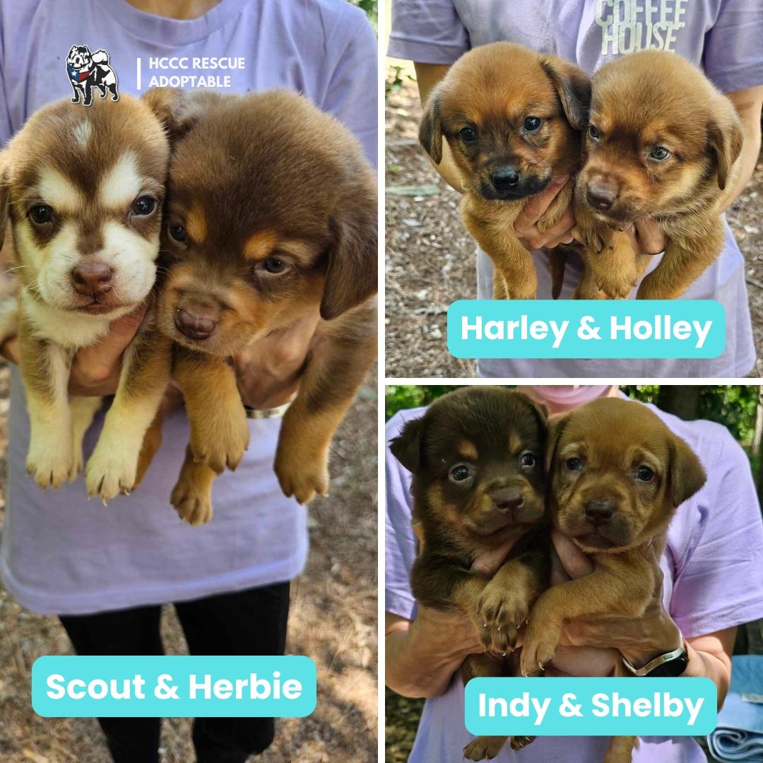 The Motor Club Pups, Baby Male Chow Chow