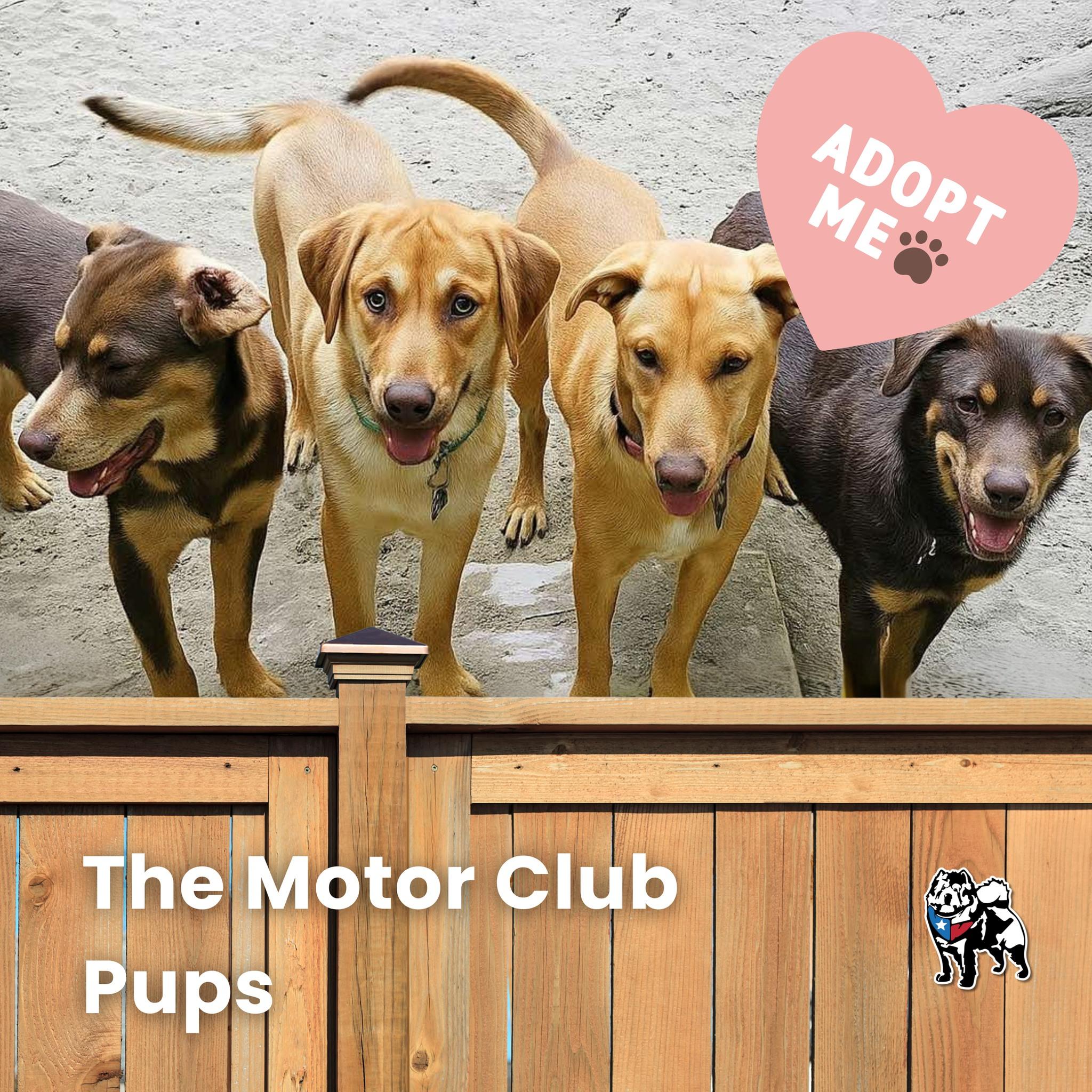 The Motor Club Pups