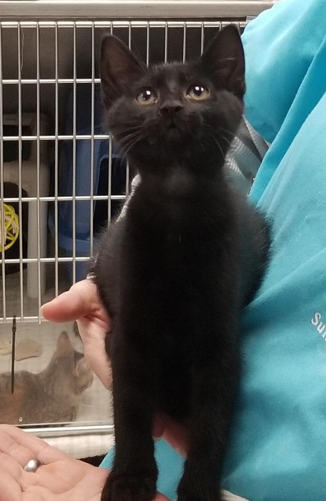 Enlarge Naava (FKA Rosemarie), a Adoptable mixed breed in Sunrise Beach, MO image 3/6