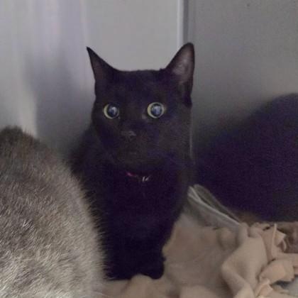Enlarge Lucero, a ADOPTABLE Domestic Short Hair in Worcester, MA image 1/1