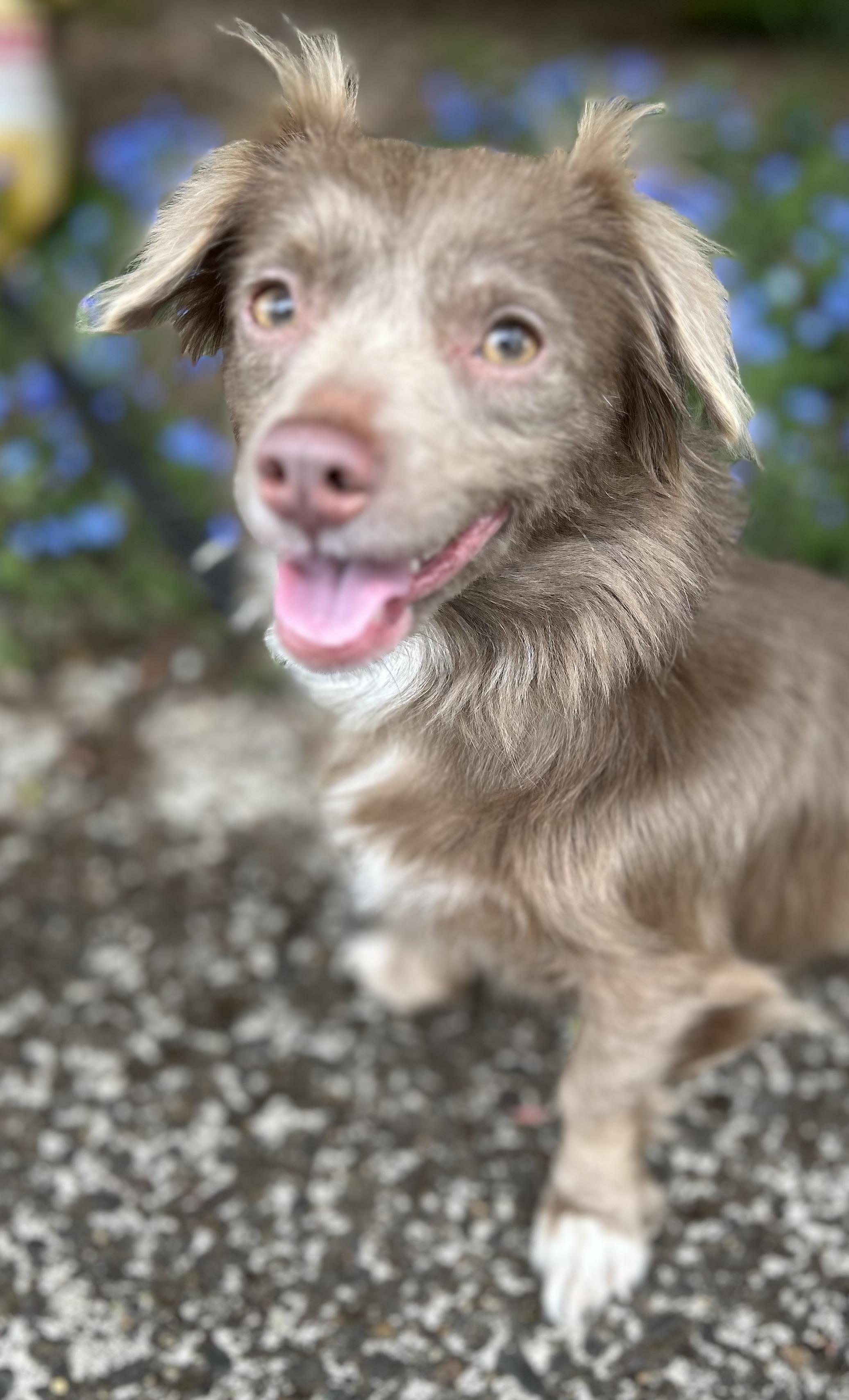 Enlarge Coco, an adopted mixed breed in Tigard, OR image 2/5
