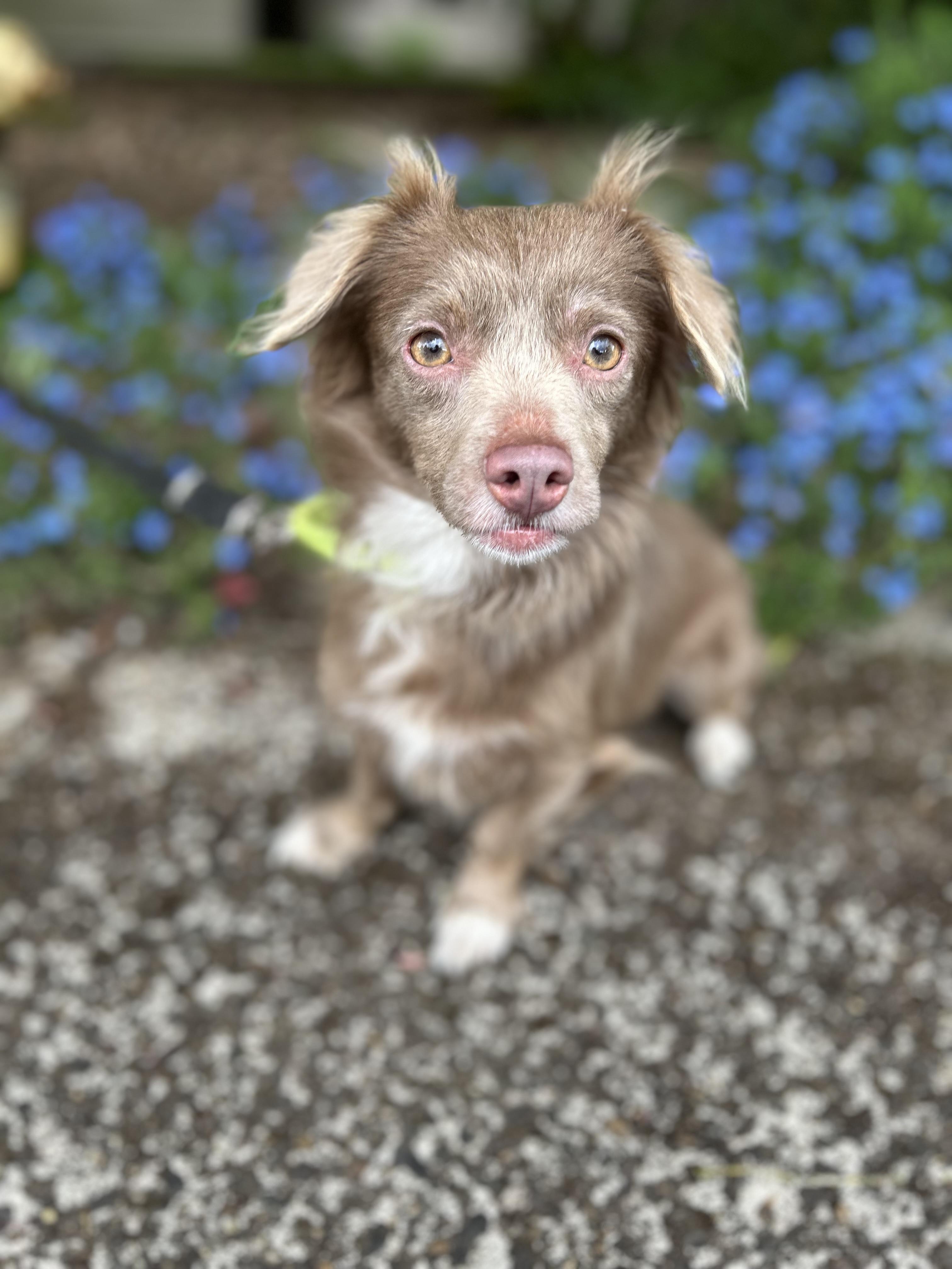 Enlarge Coco, an adopted mixed breed in Tigard, OR image 3/5