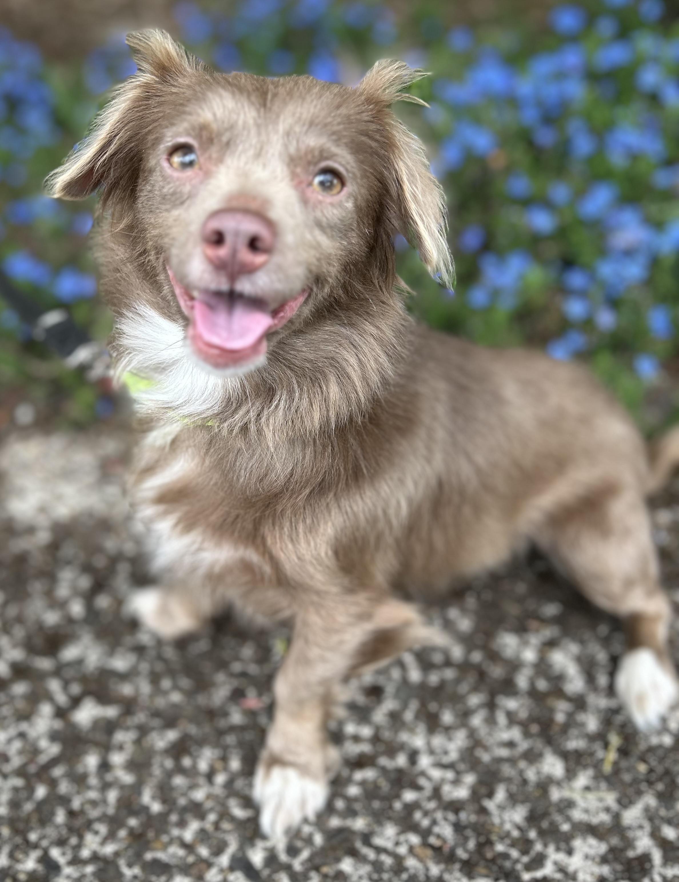 Coco, adopted, Adult Female Pomeranian & Dachshund.