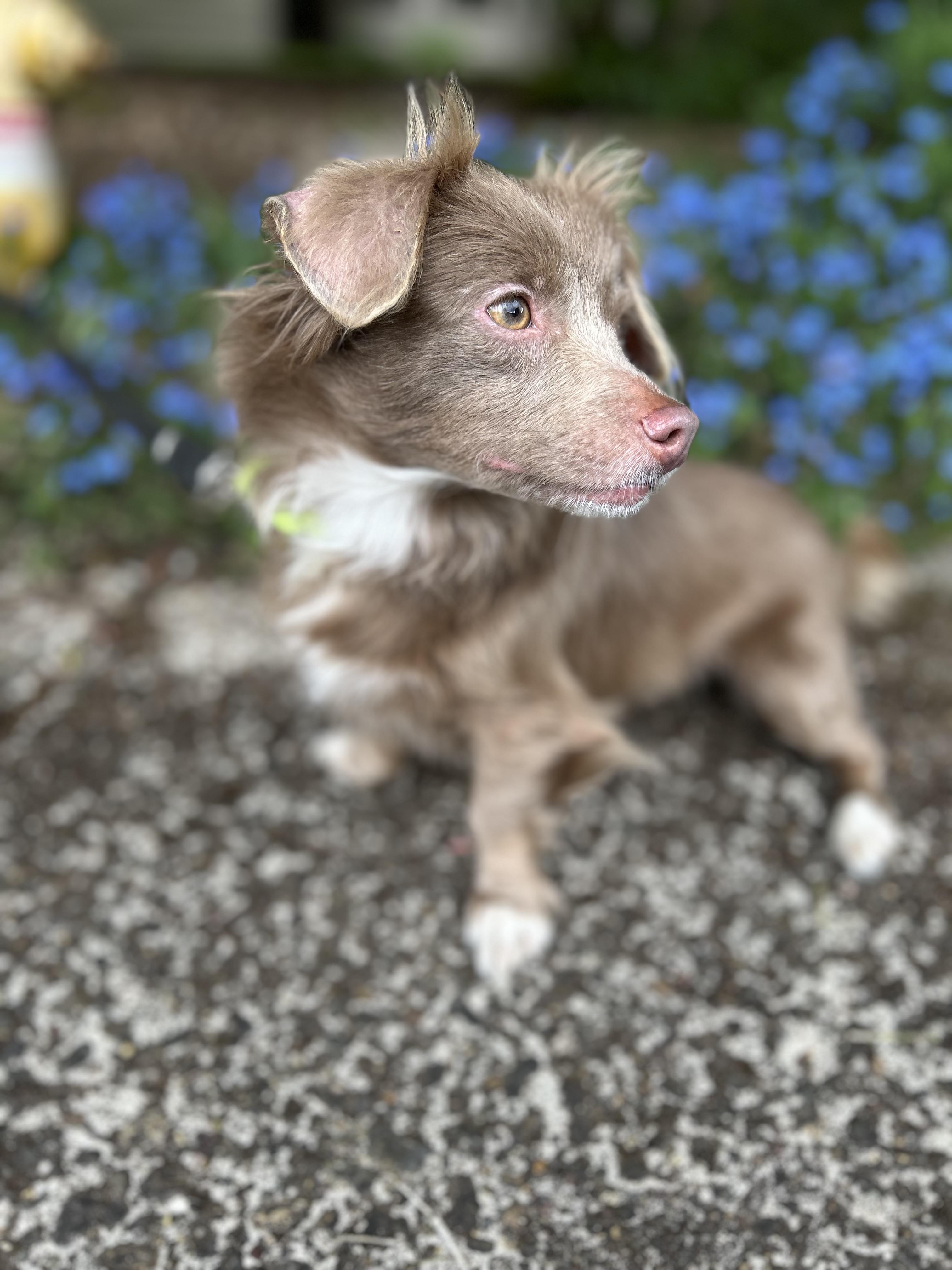 Enlarge Coco, an adopted mixed breed in Tigard, OR image 4/5