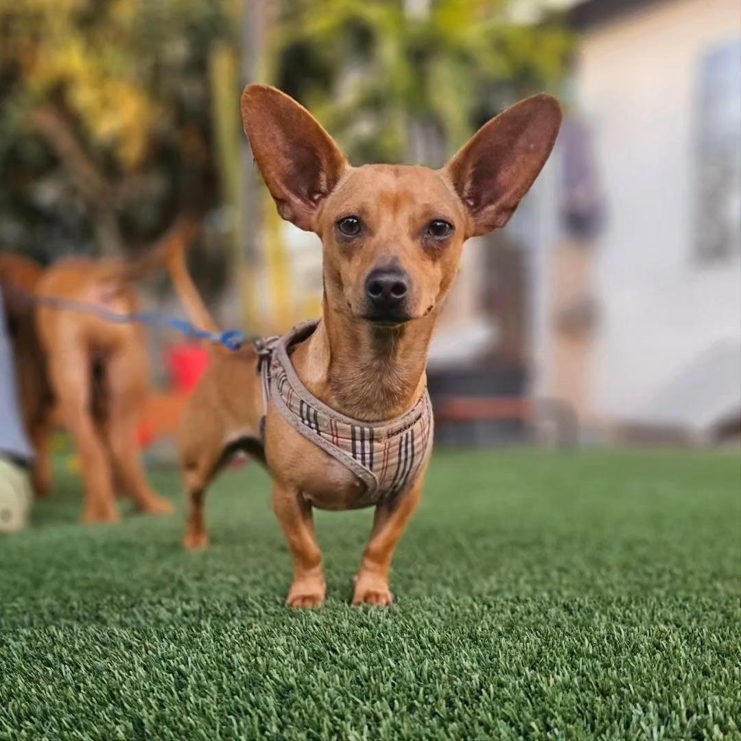 Tillie, Adopted, Adult Female Chihuahua & Dachshund.
