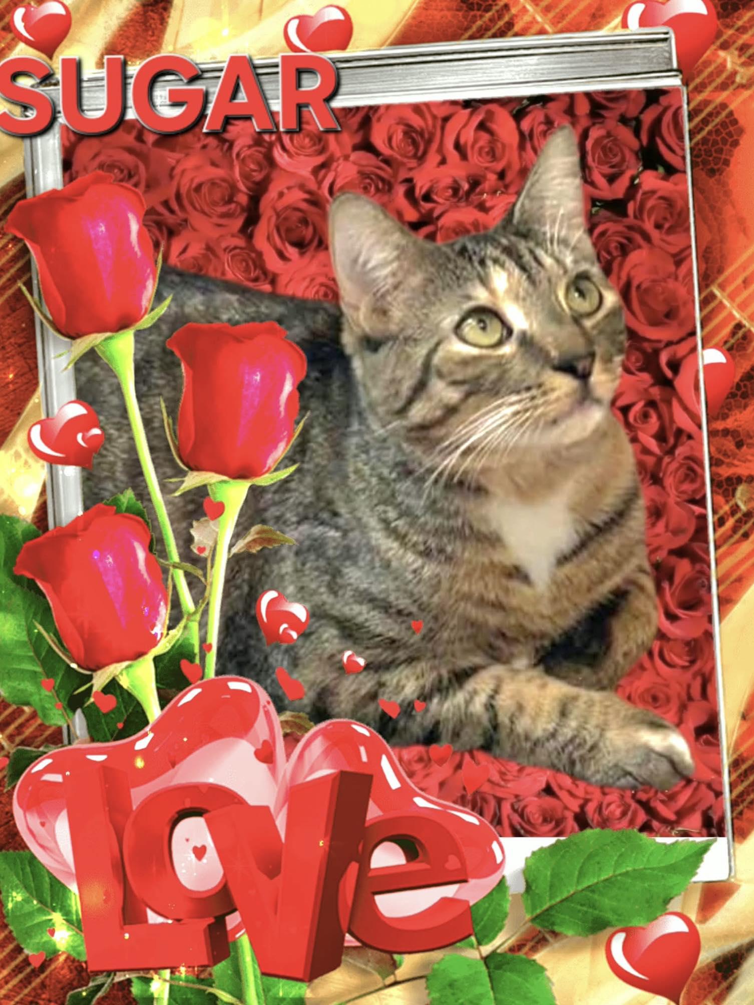 SUGAR - SWEET TABICO, a ADOPTABLE mixed breed in Taylor Mill, KY image 1/3