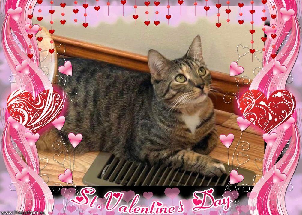 SUGAR - SWEET TABICO, a ADOPTABLE mixed breed in Taylor Mill, KY image 3/3