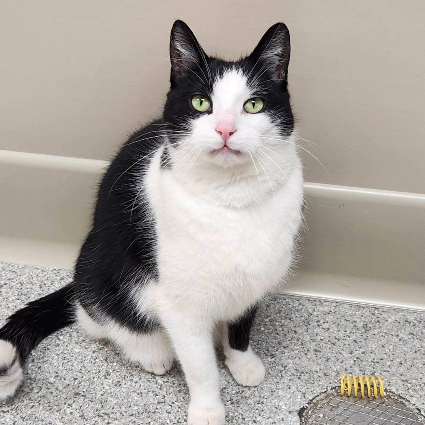 Enlarge Batman, an adopted Domestic Short Hair in Marshfield, WI image 5/6