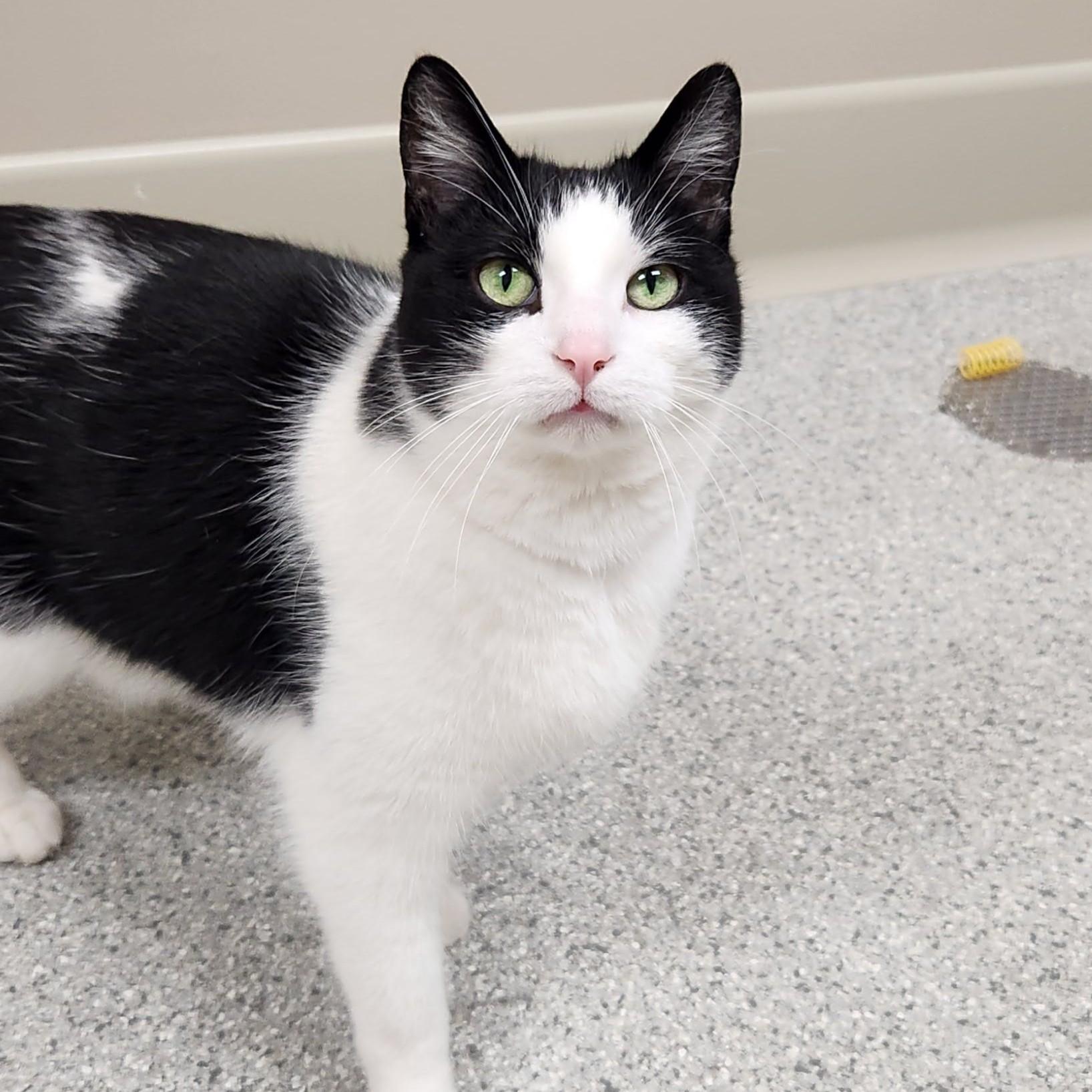 Enlarge Batman, an adopted Domestic Short Hair in Marshfield, WI image 4/6