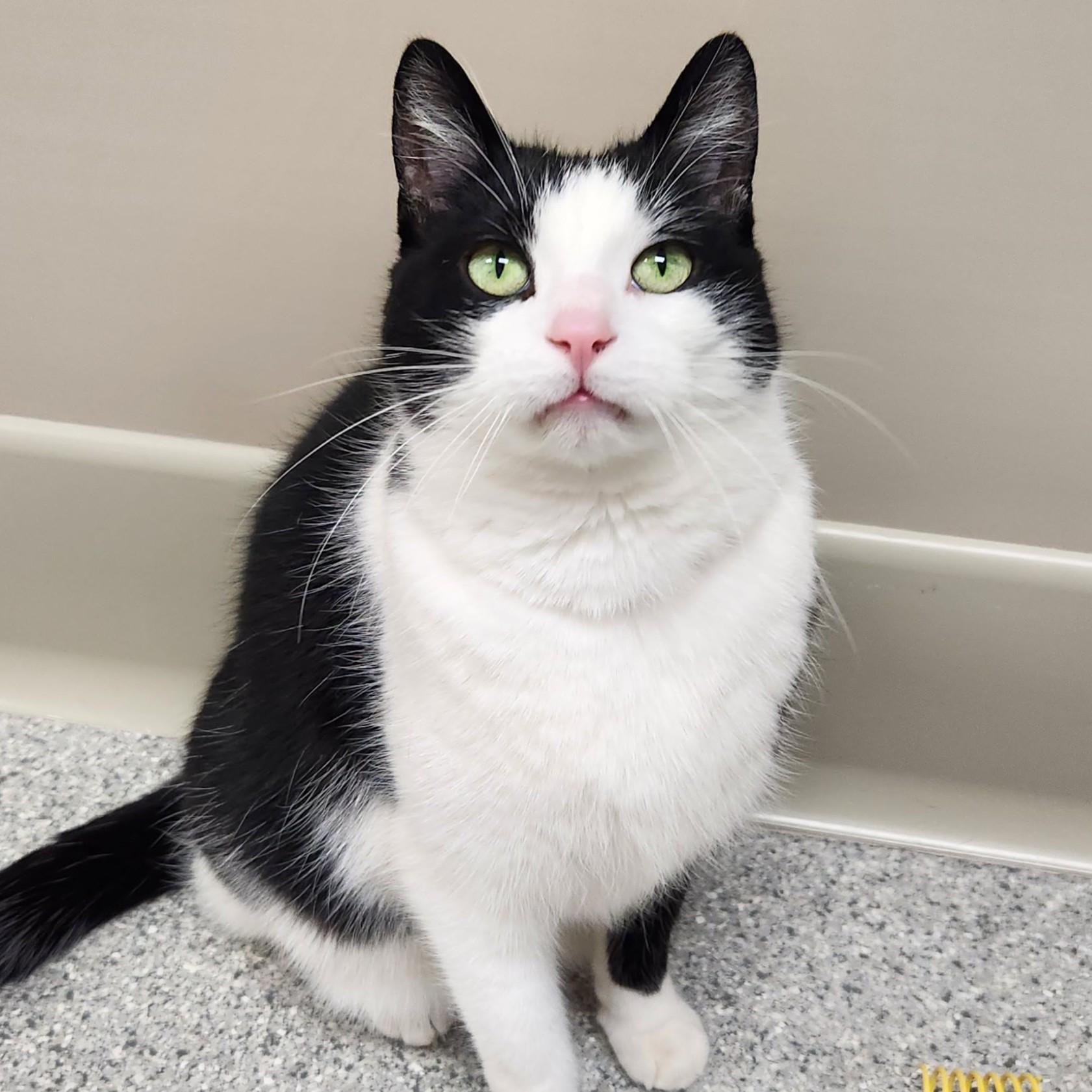 Enlarge Batman, an adopted Domestic Short Hair in Marshfield, WI image 1/6