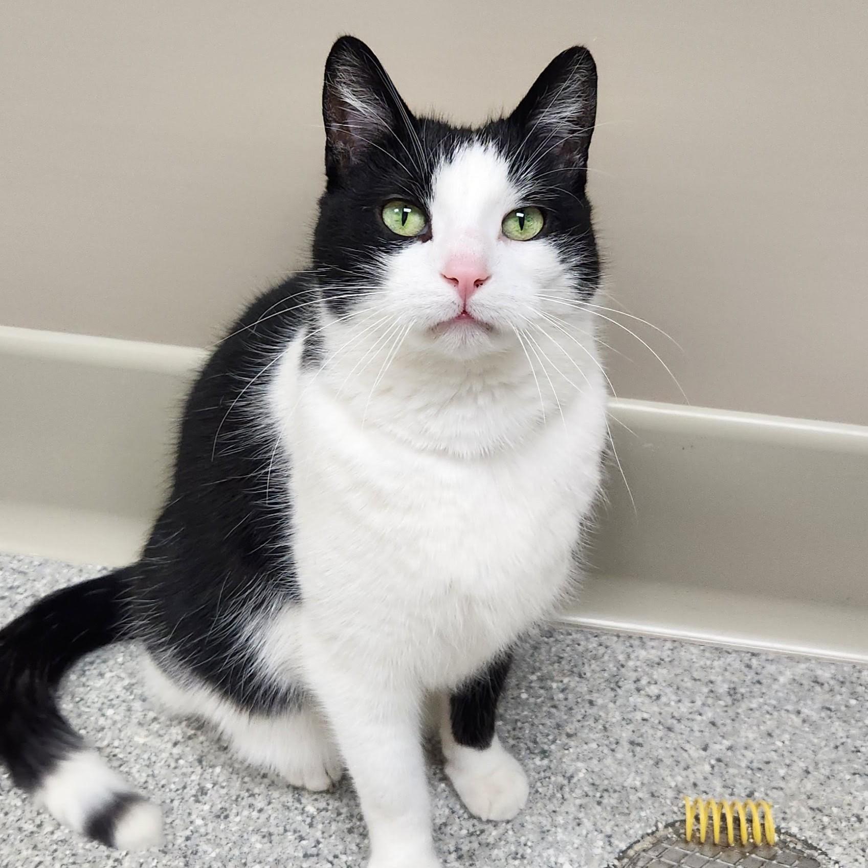 Enlarge Batman, an adopted Domestic Short Hair in Marshfield, WI image 3/6
