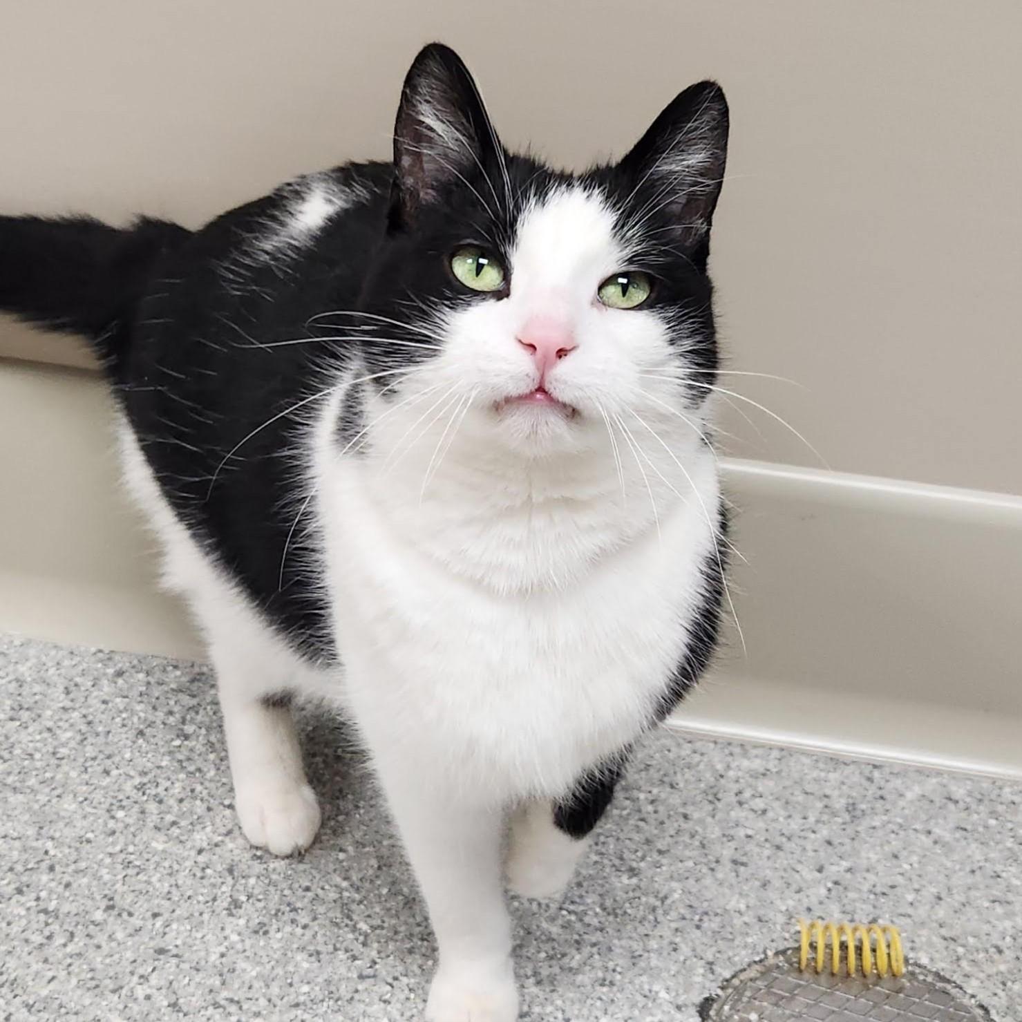 Enlarge Batman, an adopted Domestic Short Hair in Marshfield, WI image 2/6