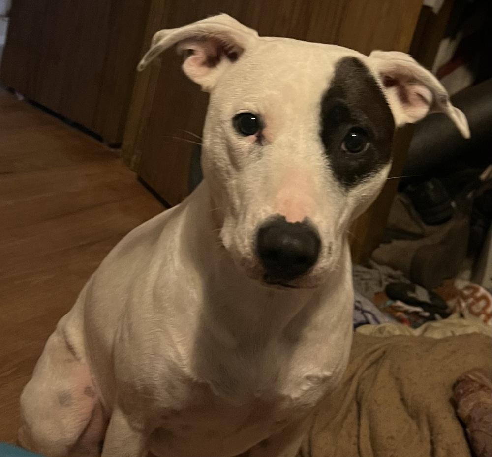 Maggie, Adoptable, Young Female Staffordshire Bull Terrier.