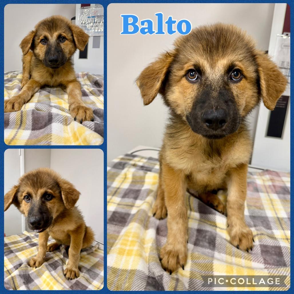 Enlarge Balto, a Adoptable mixed breed in Opelika, AL image 1/1