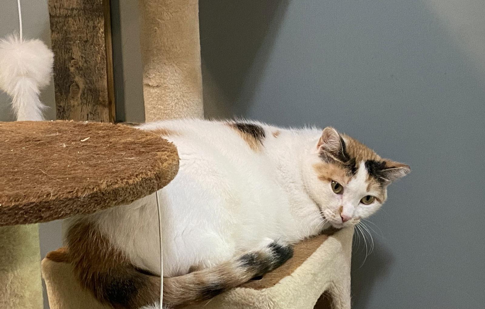 Enlarge Amanda, a Adopted Domestic Short Hair in Zimmerman, MN image 1/2