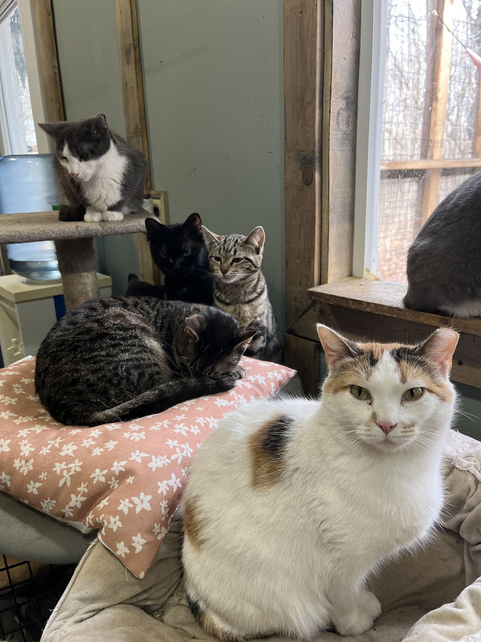 Enlarge Amanda, a Adopted Domestic Short Hair in Zimmerman, MN image 2/2