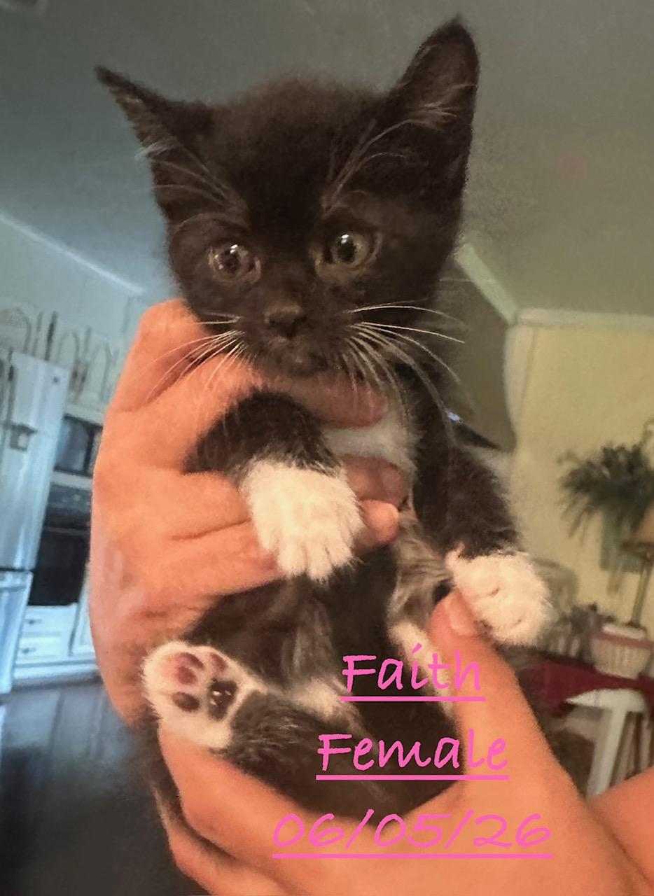 Faith, Adoptable, Kitten Female Domestic Short Hair.