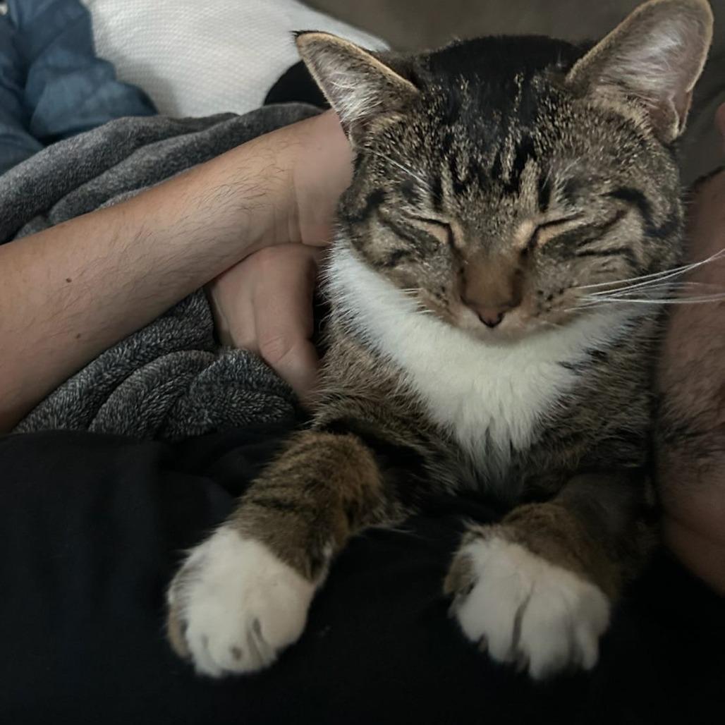 Coco Booty Puff, Adoptable, Adult Male Domestic Short Hair.