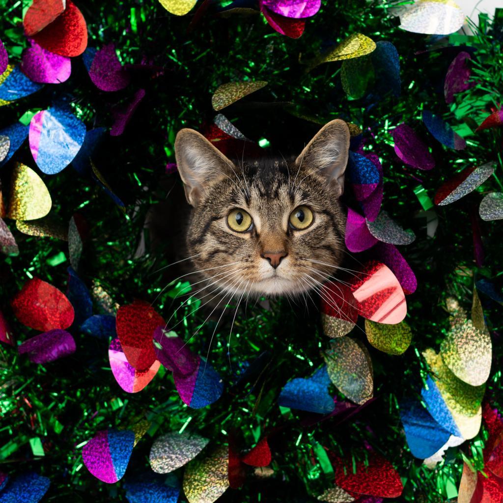 Enlarge Coco Booty Puff, a Adoptable Domestic Short Hair in St. Paul, MN image 4/6