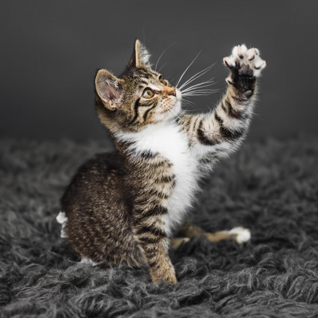 Enlarge Coco Booty Puff, a Adoptable Domestic Short Hair in St. Paul, MN image 6/6