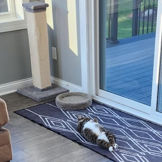 Enlarge Coco Booty Puff, a Adoptable Domestic Short Hair in St. Paul, MN image 4/6