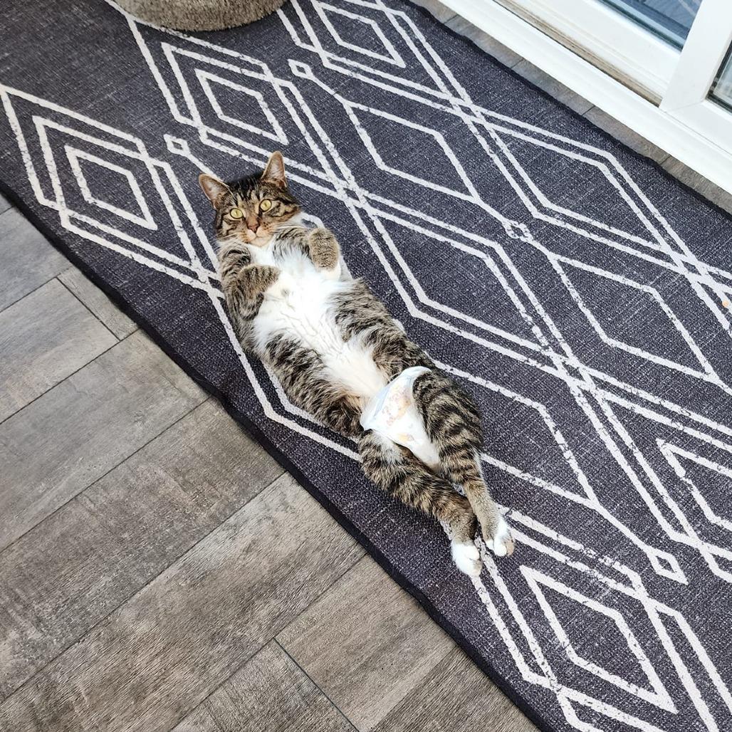 Enlarge Coco Booty Puff, a Adoptable Domestic Short Hair in St. Paul, MN image 5/6