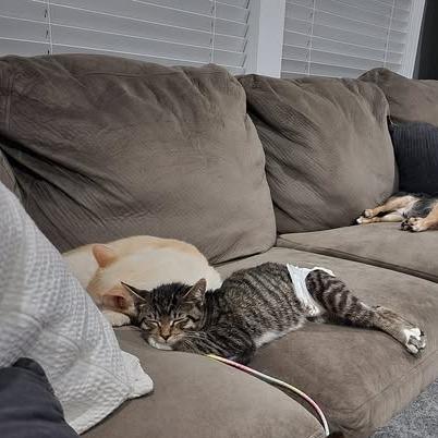 Enlarge Coco Booty Puff, a Adoptable Domestic Short Hair in St. Paul, MN image 6/6