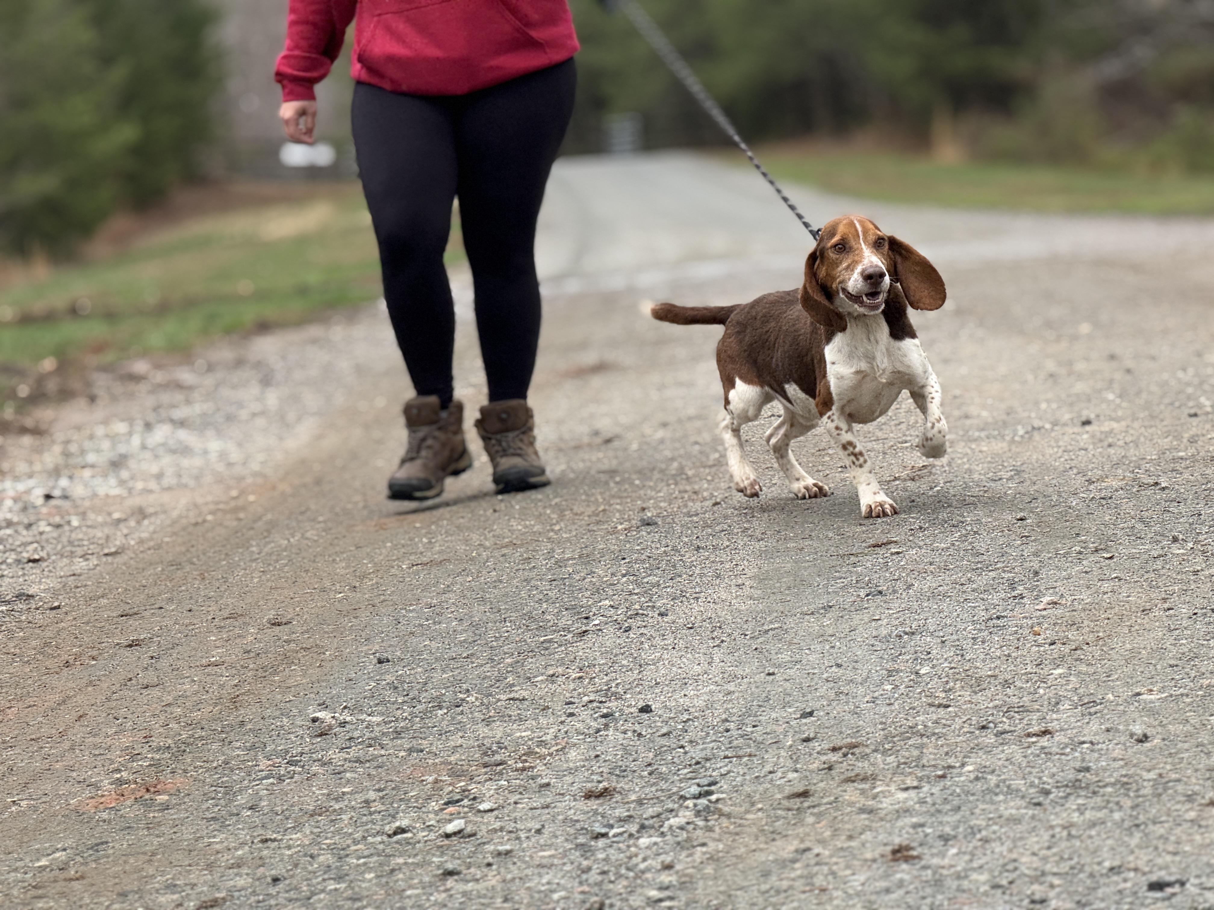 Enlarge Blaze, a Adoptable mixed breed in Richmond, VA image 6/6