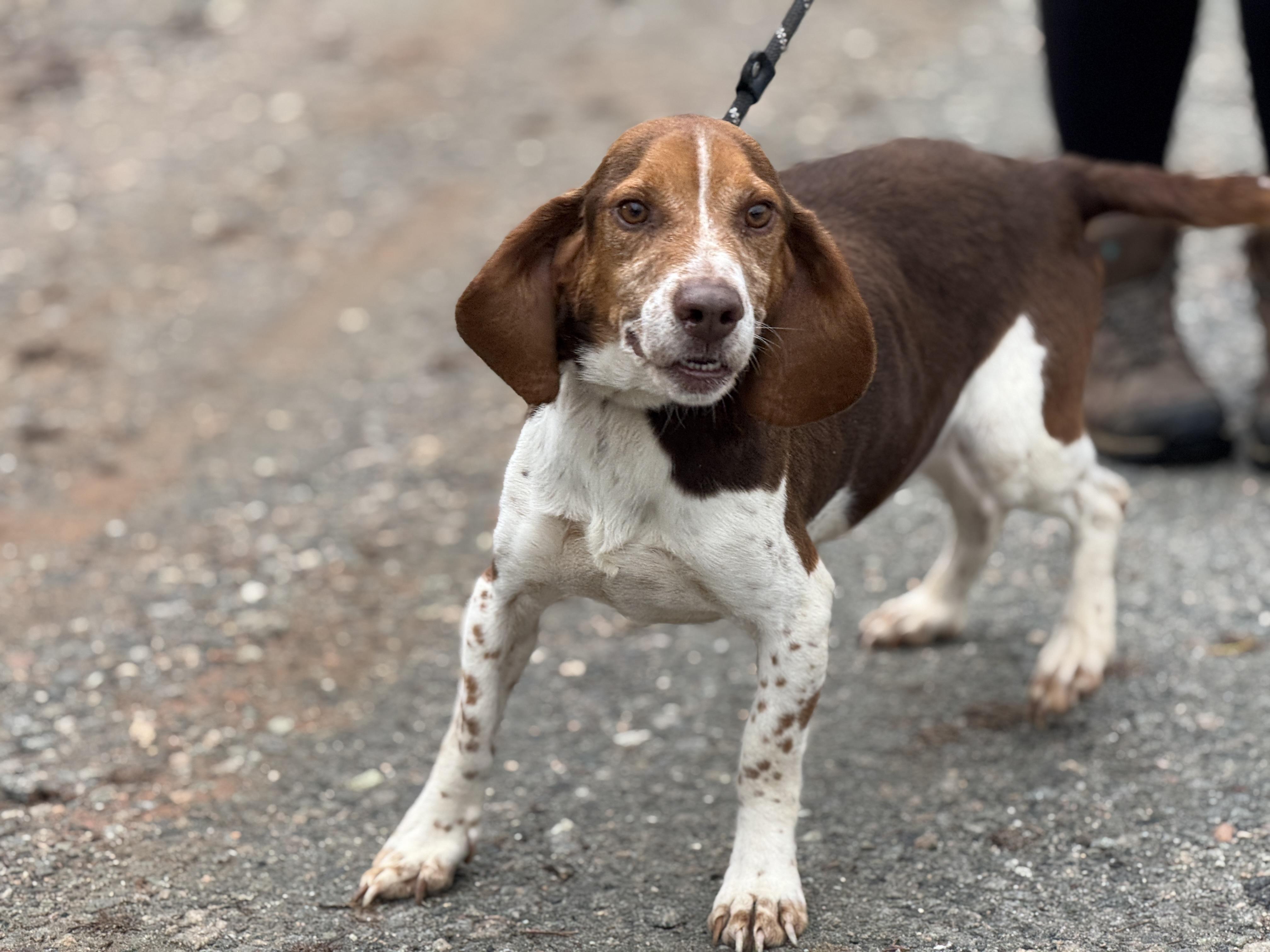 Enlarge Blaze, a Adoptable mixed breed in Richmond, VA image 4/6