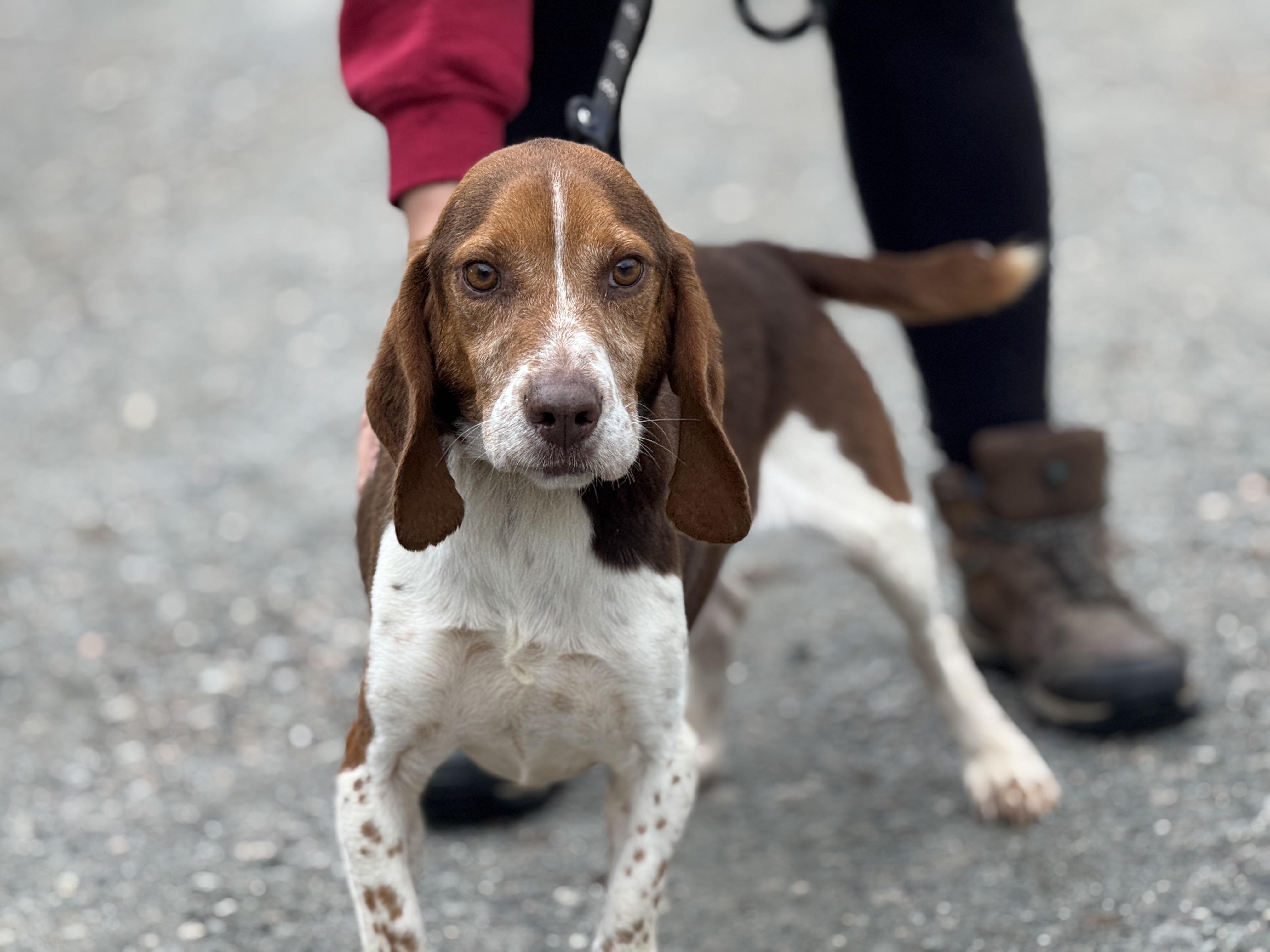 Enlarge Blaze, a Adoptable mixed breed in Richmond, VA image 5/6