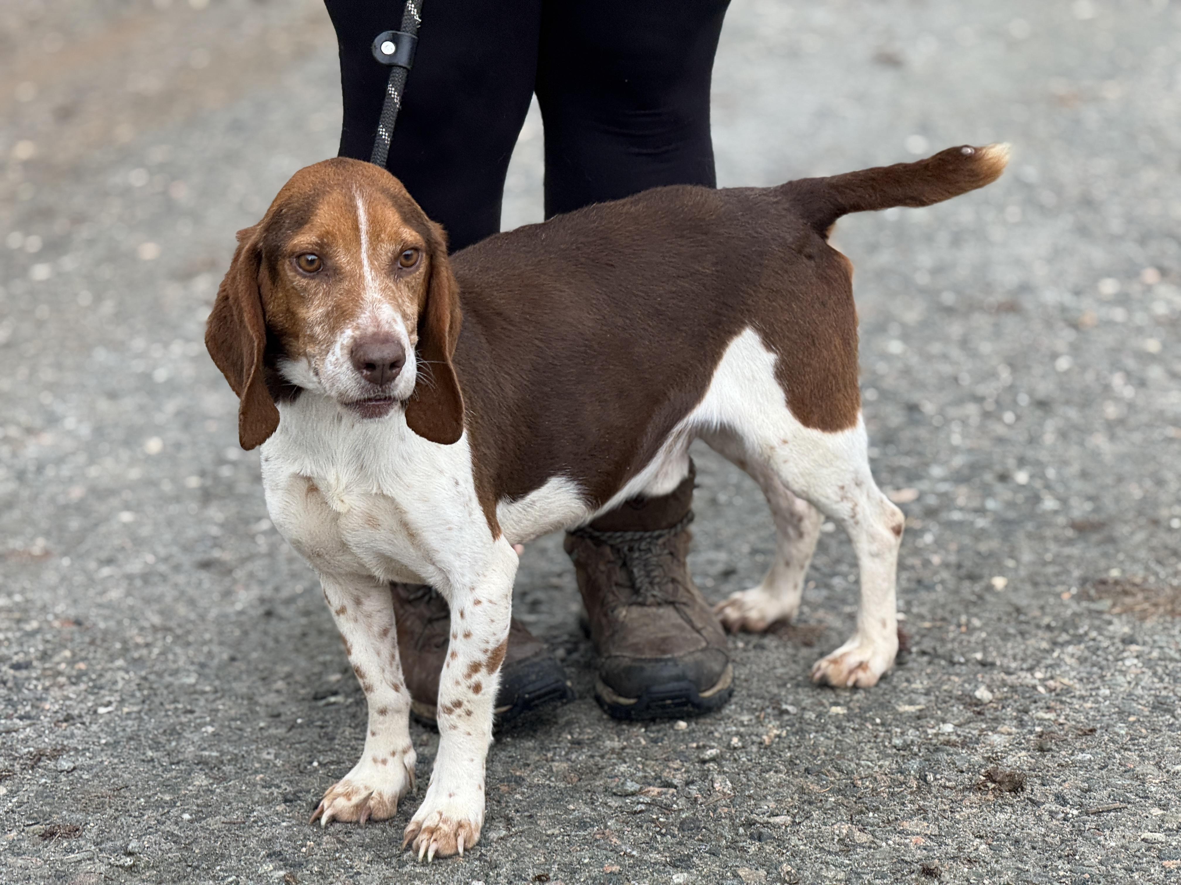 Enlarge Blaze, a Adoptable mixed breed in Richmond, VA image 2/6