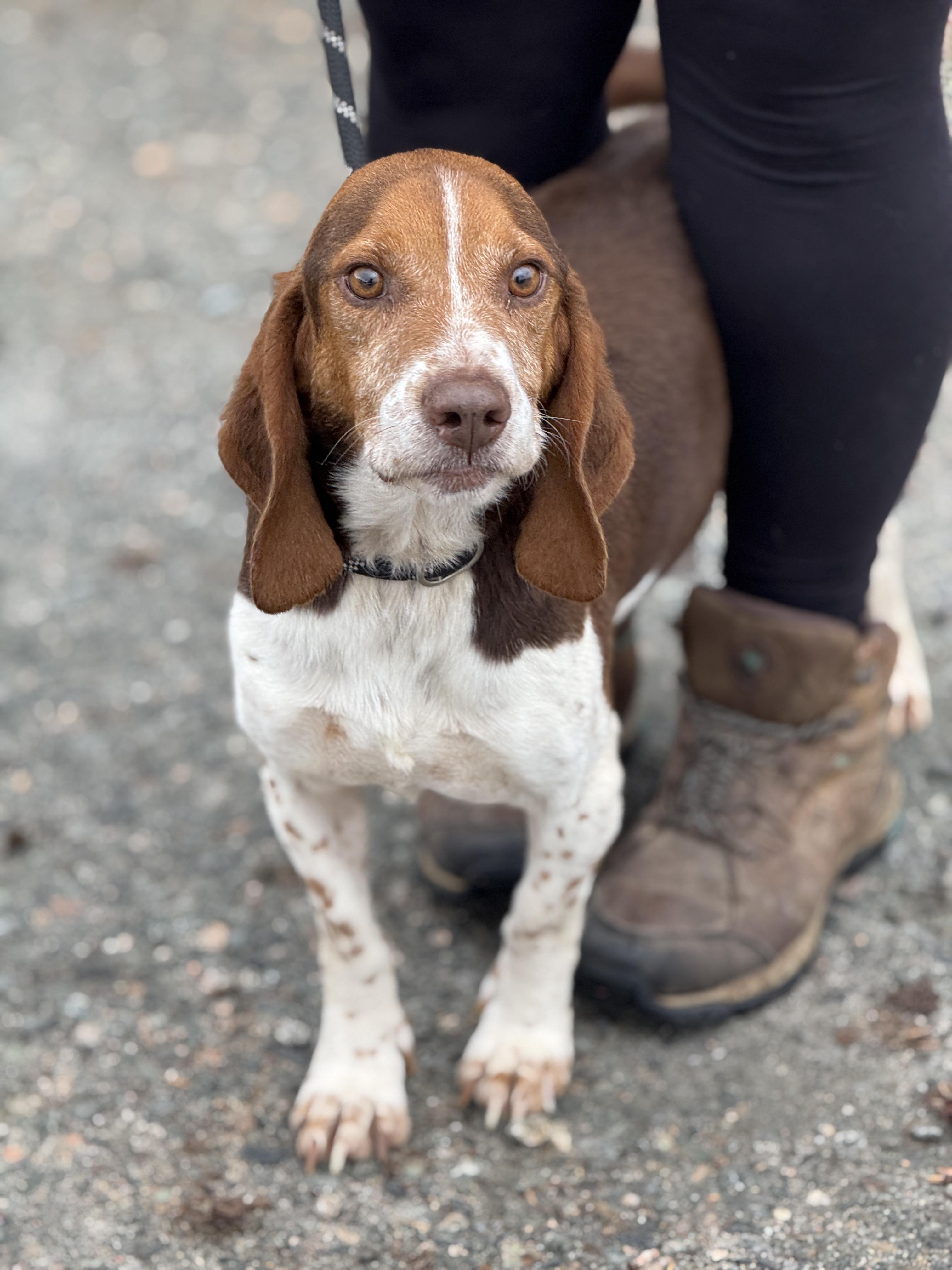 Blaze, Adoptable, Adult Male Beagle & Basset Hound.
