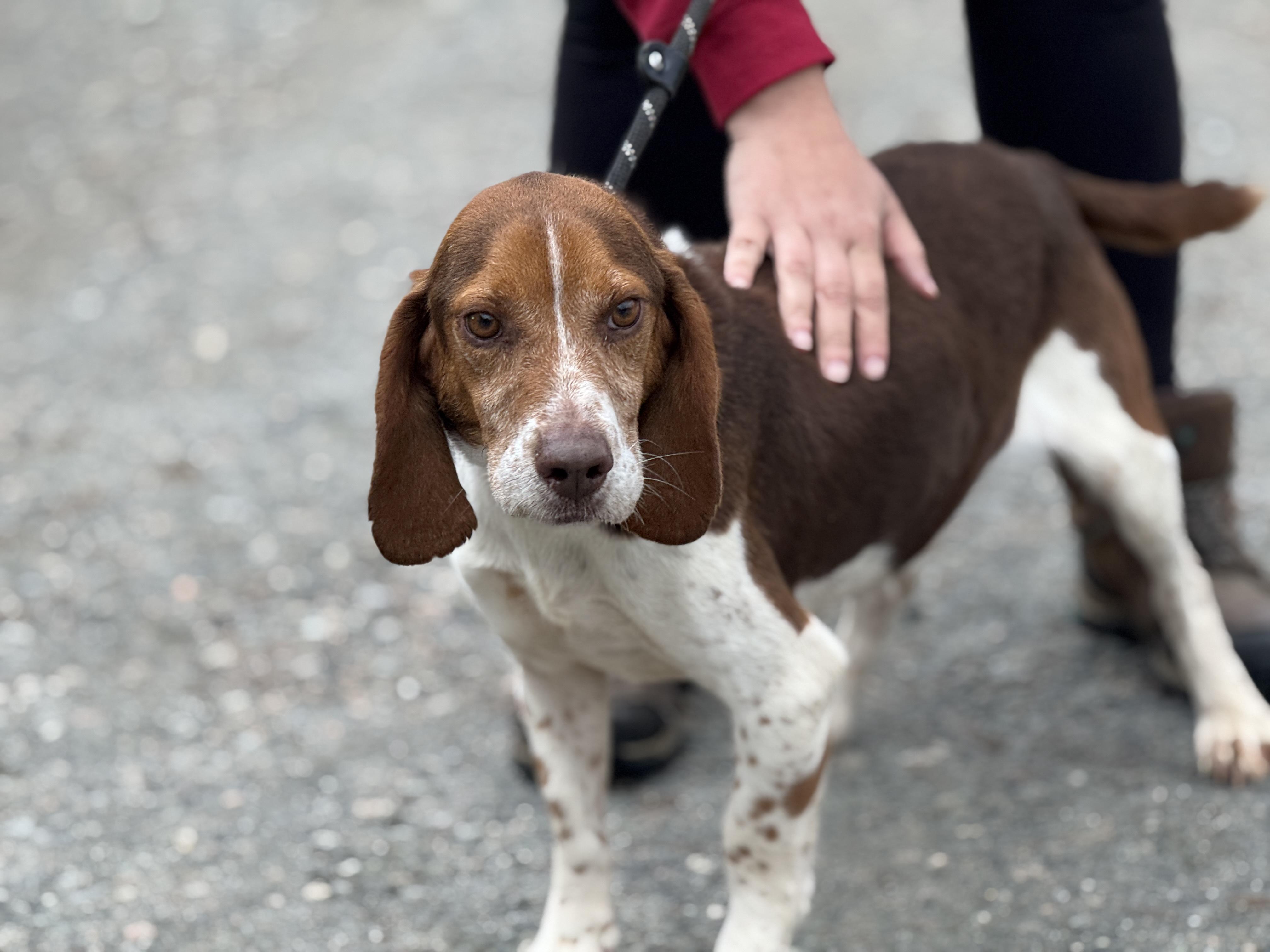 Enlarge Blaze, a Adoptable mixed breed in Richmond, VA image 3/6