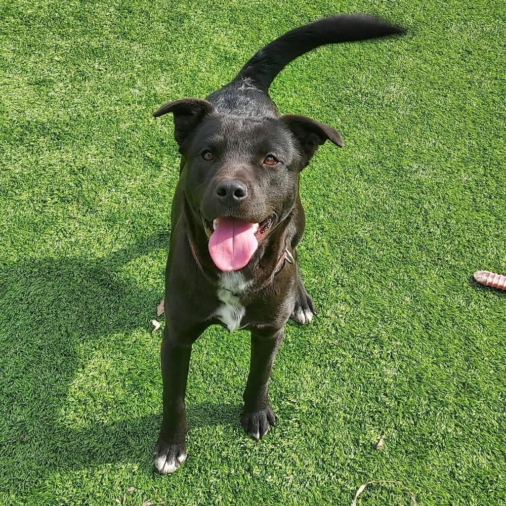 Onyx, ADOPTABLE, Young Male Black Labrador Retriever & Pit Bull Terrier.