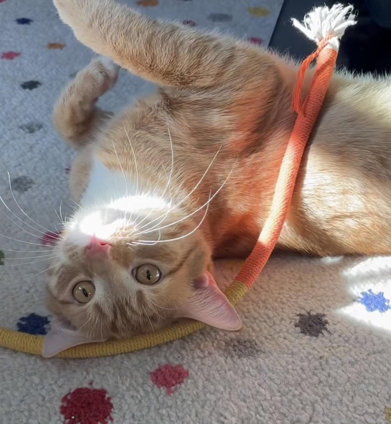 Gus, Adopted, Young Male Domestic Short Hair & Tabby.