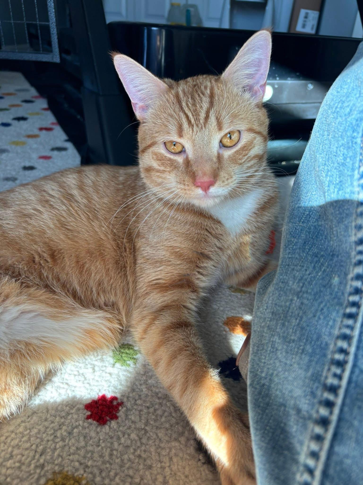 Enlarge Gus, a Adopted mixed breed in Spring City, PA image 2/3