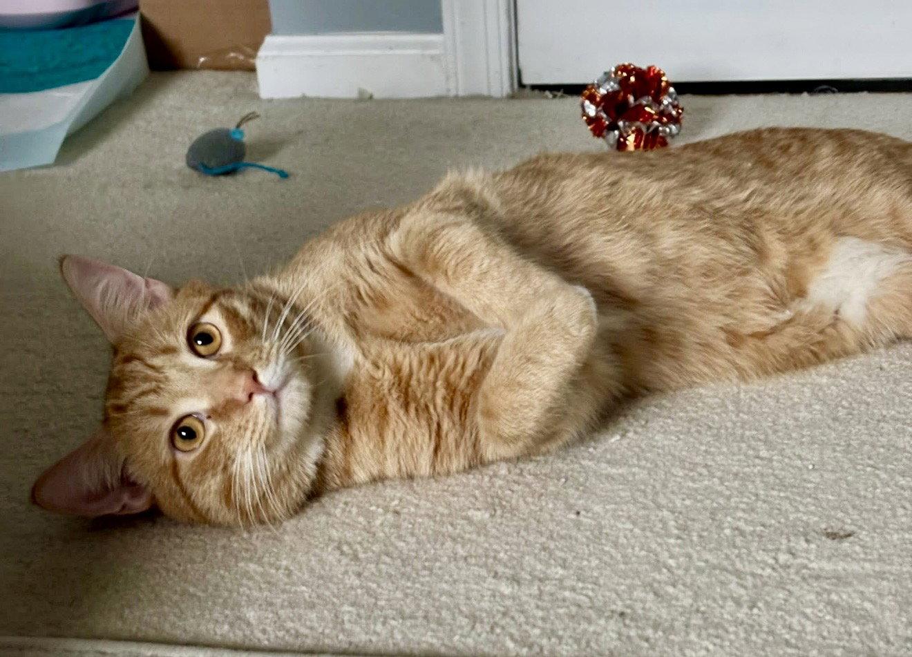 Enlarge Gus, a Adopted mixed breed in Spring City, PA image 3/3