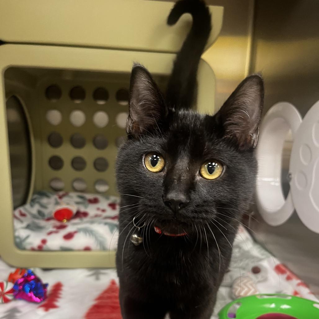 Oakley, Adoptable, Kitten Male Domestic Short Hair.