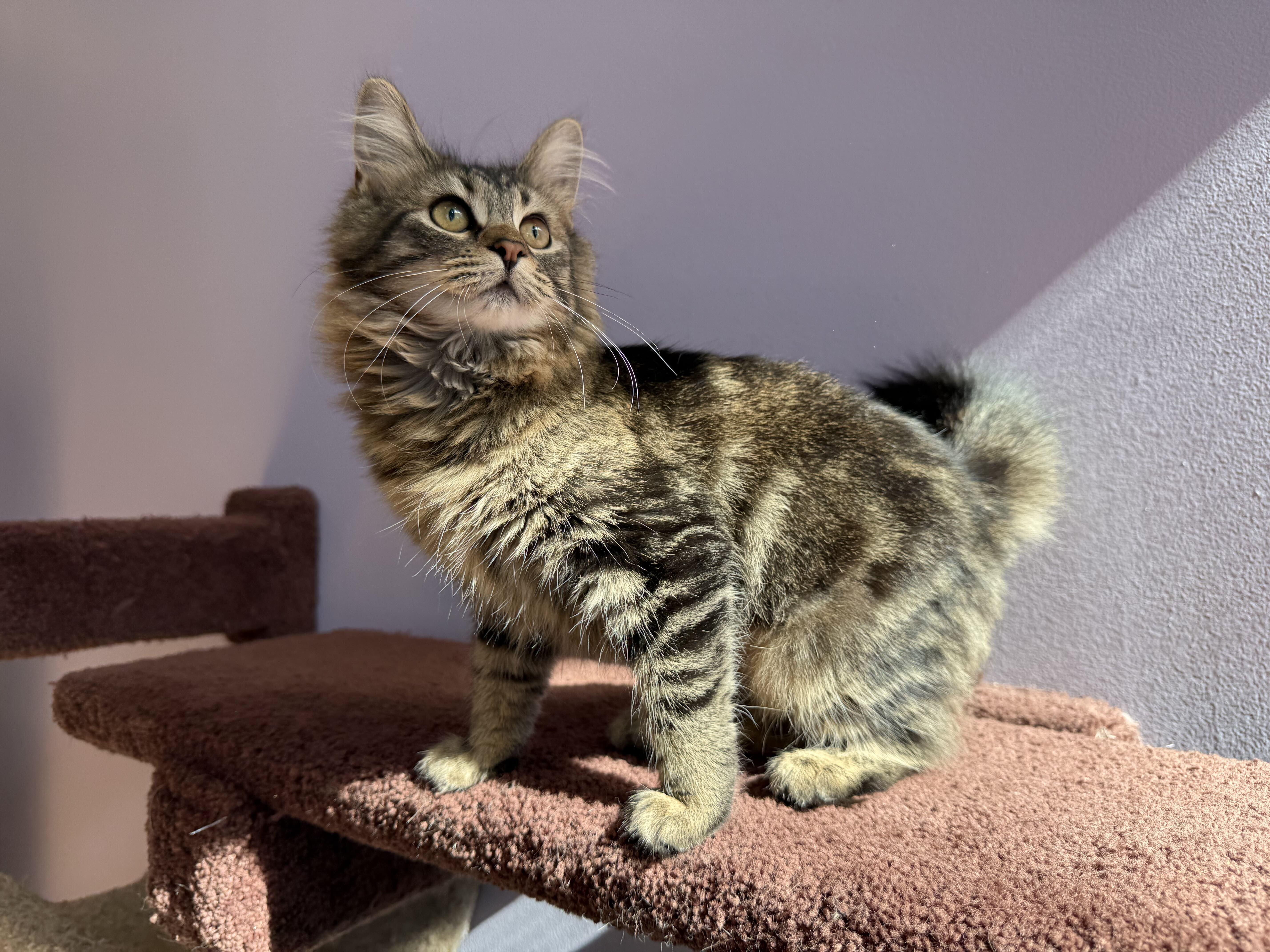 Enlarge Angelica (cat cafe), a Adoptable Domestic Long Hair in West Lafayette, IN image 4/5